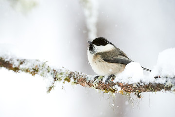 Canvas Print - Willow tit in winter