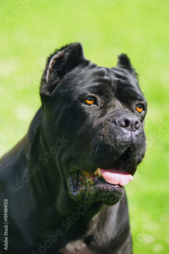 The Portrait Of A Black Cane Corso Dog Sitting Outdoors At