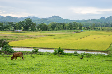 Wall Mural - Rice field and farming