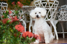 Cute White French Poodle