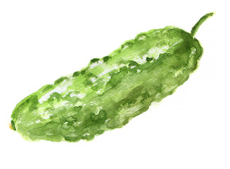 Isolated watercolor cucumber on white background. Healthy and tasty vegetable with vitamins.