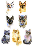 Fototapeta Koty - Set of watercolor Isolated hand drawn cats