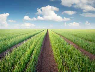 Poster - Rows on the field. Agricultural landscape in the summer time..