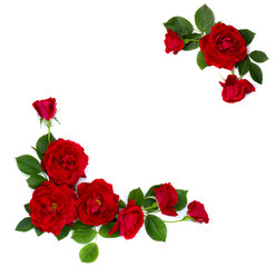Wall Mural - frame of red roses (shrub rose) on a white background with space for text