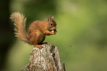 Wall Mural - red squirrel perched on a tree stump eating a nut with a green foliage background.