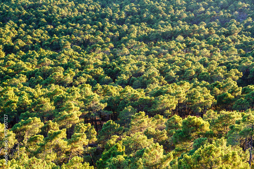 Vista aérea Pinar de Castrocontrigo, León. Pino Negral. Pinus pinaster. © LFRabanedo