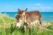 Little Donkey On The Shore Of Lake Issyk-Kul.