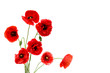 Red poppies (Binomial name: Papaver rhoeas), (common names: corn poppy, corn rose, field poppy, Flanders poppy, red weed, coquelicot, headwark) on white background with space for text.