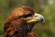 Aquila gurneyi