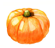 Hand Painted Watercolor Pumpkin Isolated On White