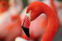 Detail Of Flamingo
