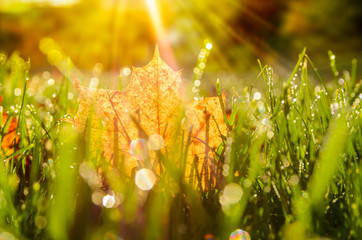 close up view of autumn leaves on grass