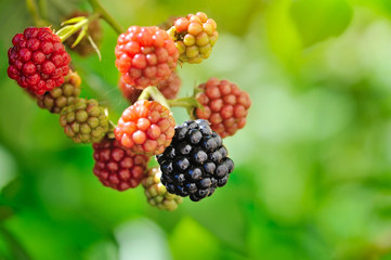 Sticker - Growing fresh blackberries in a garden. Close Up