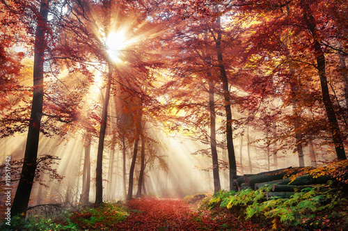Cuadros en Lienzo Fascinante estado de ánimo ligero en un colorido bosque en otoño con sol en la n