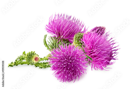 Fotomural Purple flower of carduus with green bud isolated on a white background