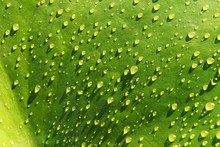 Water Droplets On A Leaf Of A Water Lily