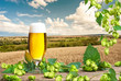 beer glass and wheat field before the harvest