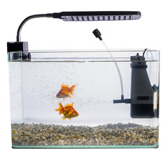 Wall Mural - Goldfish in a daylight water tank (aquarium)