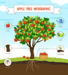 Apple tree infographic vector