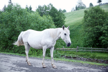 Canvas Print - Beautiful horse on the mountain road