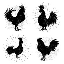 Set Of Rooster Labels. Vintage Style Cock Illustration On Hand Drawing Sunburst Background Or Sun Ray Frame In Vintage Hipster Style Collection. Ink Brush Painting Imitation With Splashes.