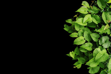 Heart shaped green leaves wild vines, tropical forest plants on black background