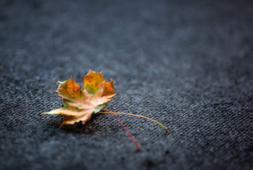 Wall Mural - Autumn Leaves one or two freely laid on dark carpet.