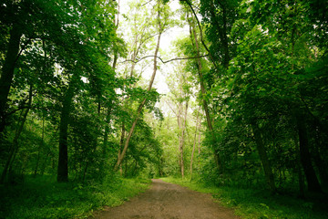 Canvas Print - Path in green forest