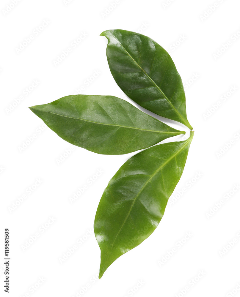 Green coffee leaves, isolated on white