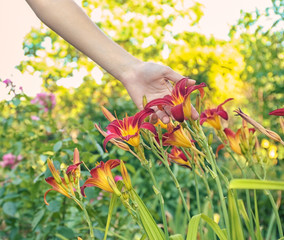 Wall Mural - Woman holding beautiful flower in garden