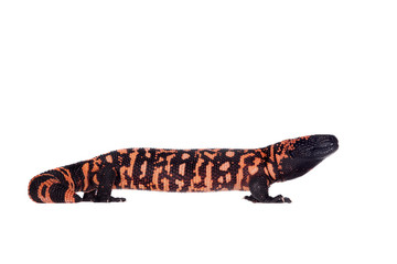 Gila Monster isolated on white