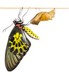 canvas print picture - New born Common Birdwing butterfly emerge from cocoon