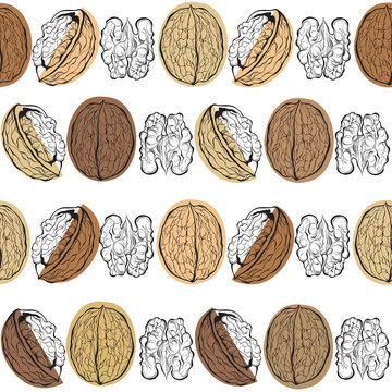 Walnuts. Seamless vector pattern on a white background. 