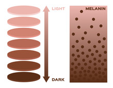 Skin Color And Melanin Index , Infographic Vector . 3 Chart . Dark To Light Skin , Uv