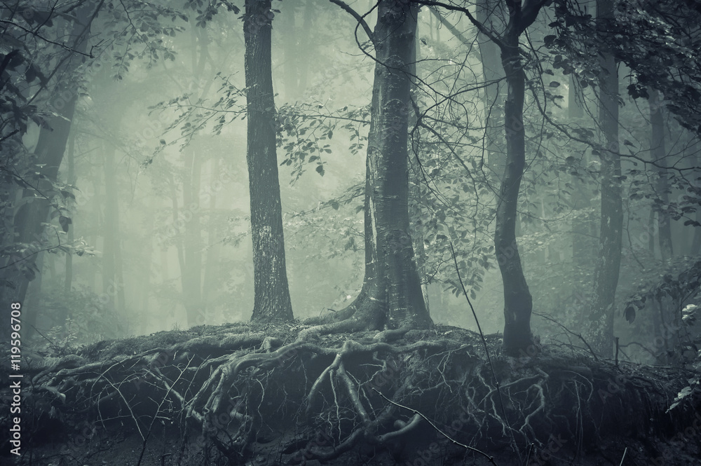 spooky tree with twisted roots Stock Photo | Adobe Stock