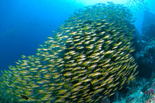 School Of Yellow Fish (Big Eye Snappers) On Coral Reef Underwater , South Andaman, Thailand