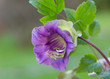 Цветок Кобея (Cobaea) -лиана.