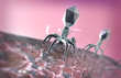 Bacteriophage viruses infecting bacterial cells , Bacterial viruses