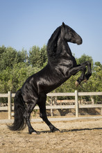 Prancing Black Horse