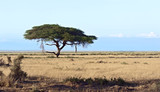 Fototapeta Sawanna - African savanna in Kenya