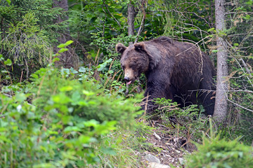 Wall Mural - brown bear in the woods