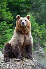 Wall Mural - brown bear in the woods