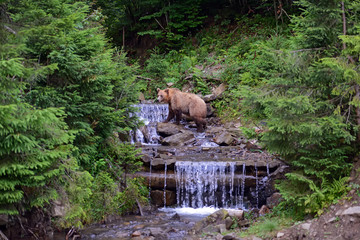 Wall Mural - brown bear in the woods