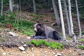 Wall Mural - brown bear in the woods