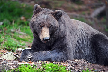Wall Mural - brown bear in the woods