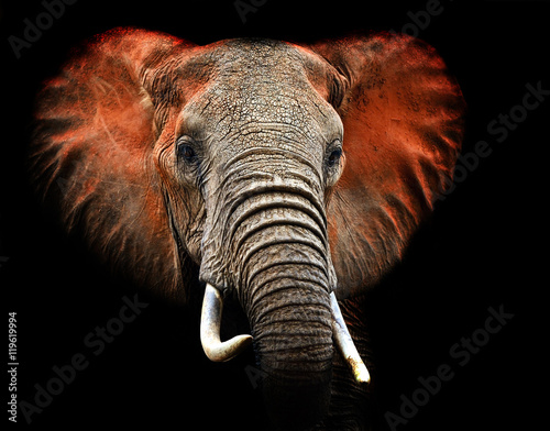 Fotografía Elephants of Tsavo