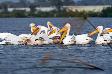 Wall Mural - pelicans on lake naivasha