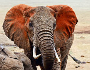 Wall Mural - Elephants of Tsavo