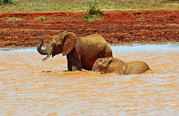 Wall Mural - african elephant in kenya