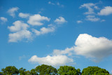 Fototapeta Na sufit - Clouds & Trees